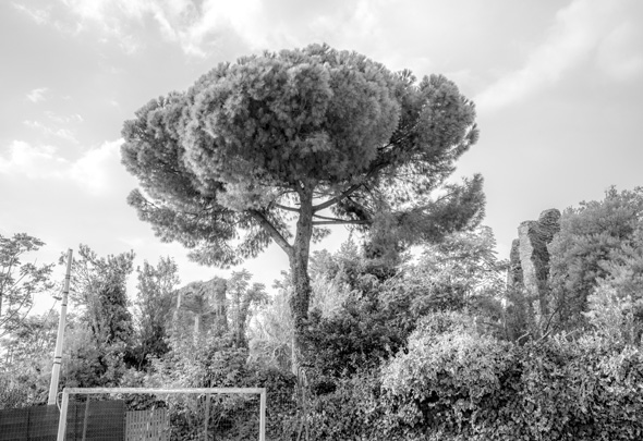 Roman trees